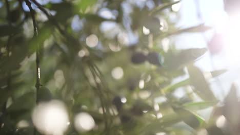 close-up view of olive branches with olives