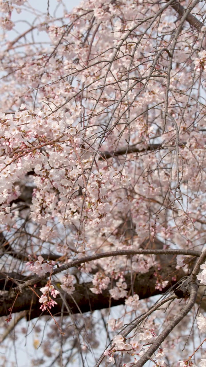 Primo piano di rami di sakura in fiore che ondeggiano dolcemente contro un cielo luminoso e tenue a Kyoto.