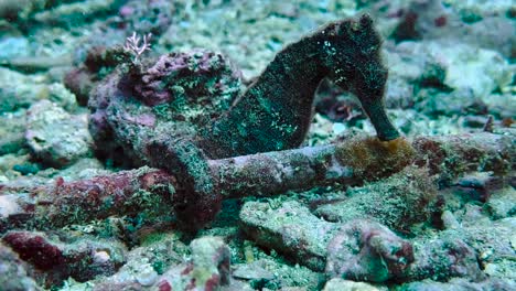 smooth sea horse, hippocampus kuda bleeker holding onto a cable, calm beautiful aquatic adventure