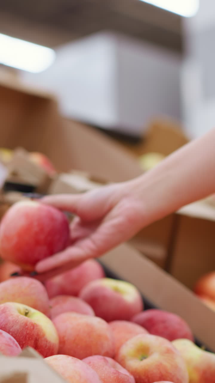 상자 안에 있는 사과 한 어리에서 은 사과를 뽑고 다시 디스플레이에 떨어뜨리는 여성의 클로즈업, 식료품 가게에서 신선한 제품과 상호 작용하는 검은 손을 가진 손에 초점을 맞추십시오.