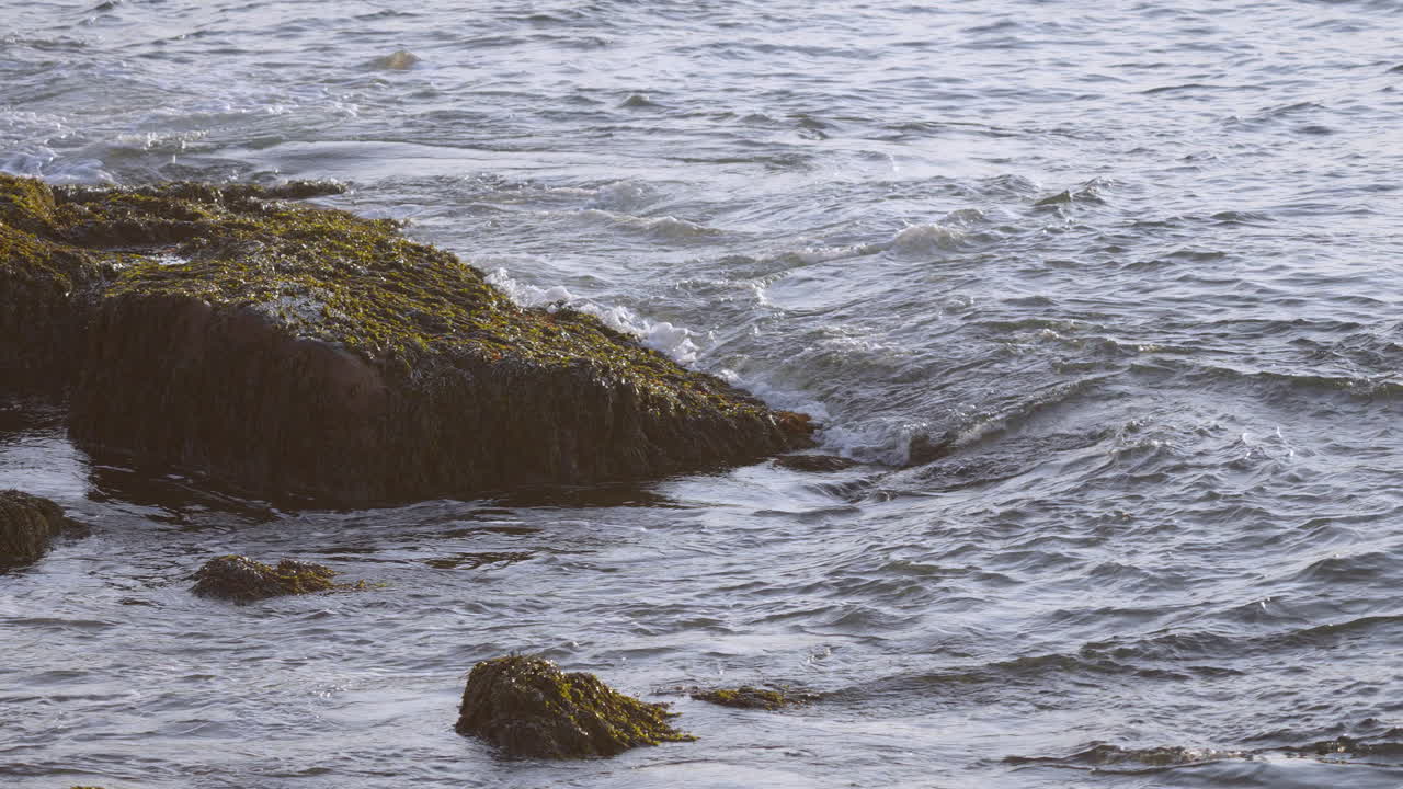 Ocean Water Waves Crashing on Seaweed Covered Rocks