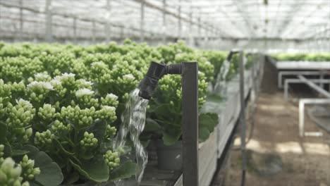 flowers getting water in a big greenhouse