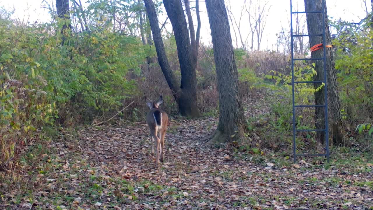 Un cervo dalla coda bianca si allontana dalla telecamera mentre percorre un sentiero di animali ai margini del bosco