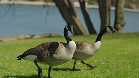 two canada geese walking and grazing at bayfront park in summer in hamilton, ontario, canada. - handheld shot