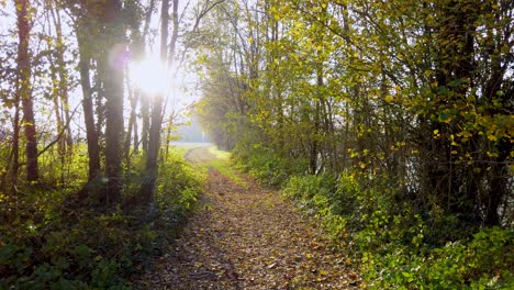 Beautiful-path-covered-with-green-and-orange-autumn-leaves-and-surrounded-by-trees