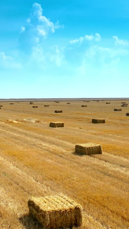 yellow field with pressed bales under blue sky. harvested wheat field where the straw stacked into bales. fight over square bales of dry straw. vertical video