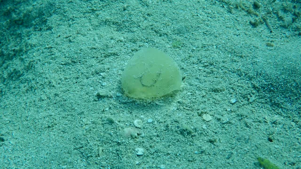 huevos gelatinosos en el fondo de sendy. funda protectora de huevos gusano arenicola marina unido al fondo entre las hierbas marinas. tiro de ángulo bajo, tiro submarino, mar rojo, egipto (tiro submarino)