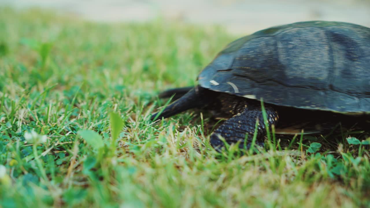 las tortugas salvajes al aire libre.