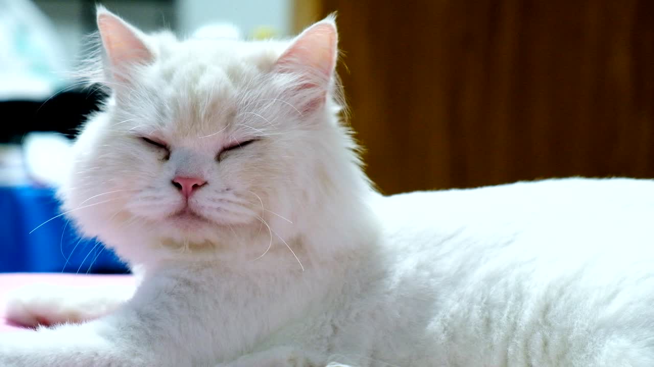 침대에 잠자는  페르시아 고양이