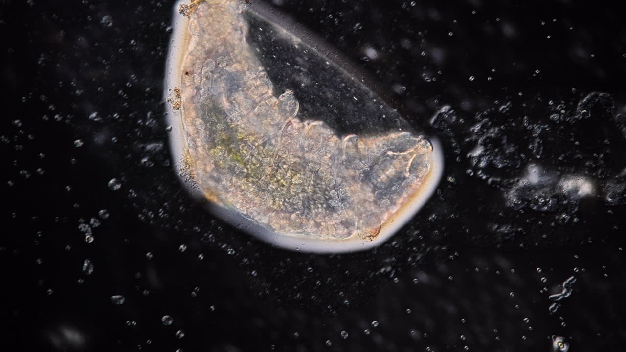Microscopic View of an Aquatic Organism or Larva