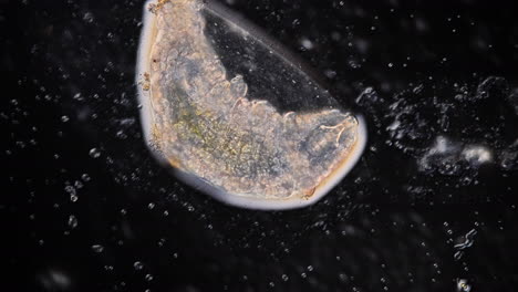 microscopic view of an aquatic organism or larva