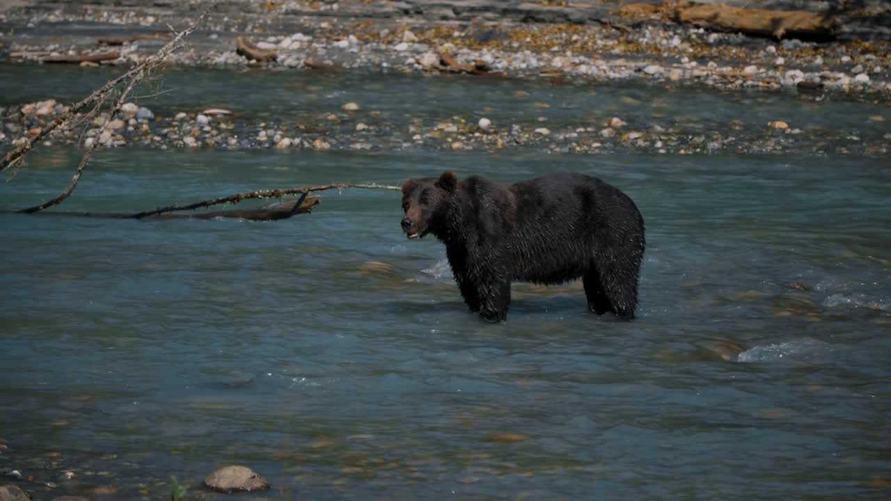 Grizzly bear in the middle of the Klite river during the salmon run in Toba Inlet, British Columbia, Canada