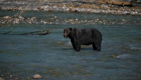 grizzly bear in the middle of the klite river during the salmon run in toba inlet, british columbia, canada