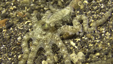 White-v-octopus-moving-sidewards-and-towards-camera-while-searching-for-food,-close-up-shot