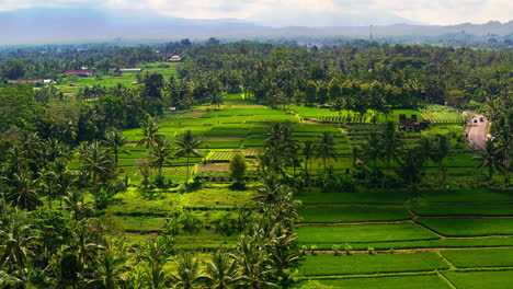 agricultural plantation in tropical jungle with palm trees in bali