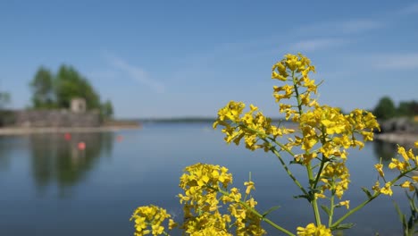 Yellow-wildflower-by-calm-sea-in-summer,-flower-with-Baltic-Sea-background