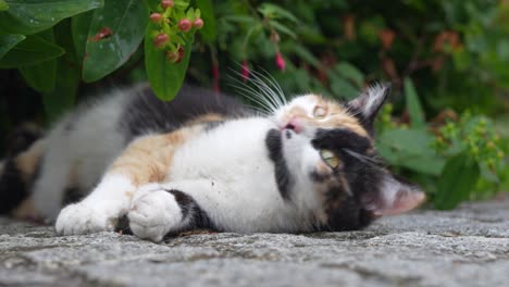 tricolor cat resting on a stone surface under green foliage