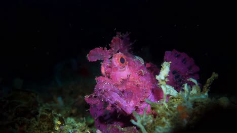 rhinopias frondosa purple weedy scorpionfish with parasite lembeh 4k 25fps