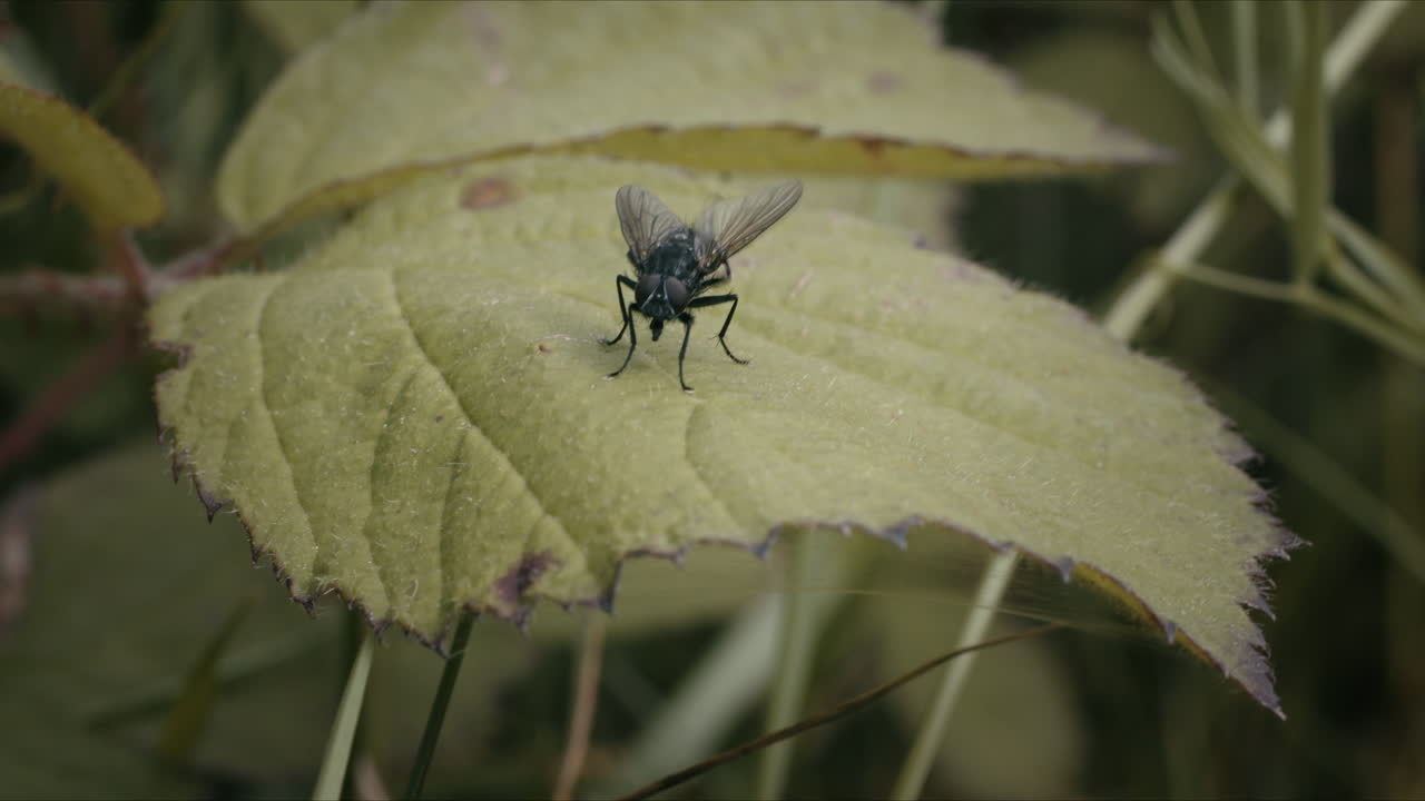 Fly on leaf cleaning its wings, handheld outside. Macro insect grooming on windy day.