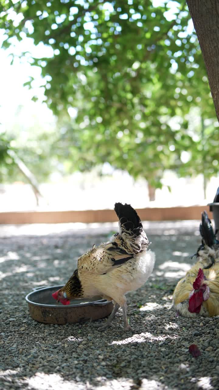 정원 에서  을 먹이는 것