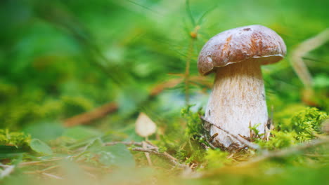 Ein-Schöner-Und-Köstlicher-Weißer-Pilz-Wächst-Im-Wald-Begehrte-Mine-Der-Pilzsammler