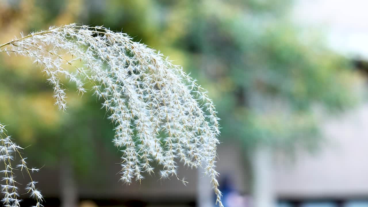 미스칸투스 풀이 바람에 부드럽게 흔들리고