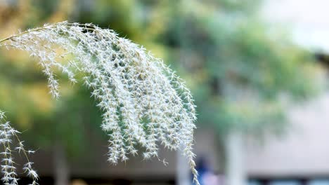 la hierba miscanthus se balancea suavemente en la brisa