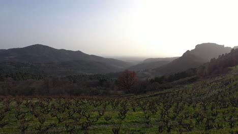 Aerial-landscape-vineyards-mountains-sunset-Vaucluse-Provence-France-valley