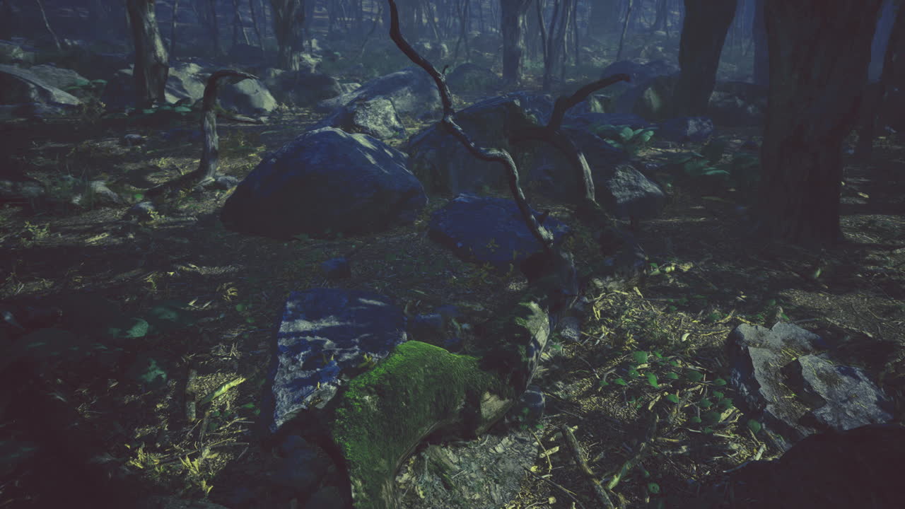 Mysterious twilight forest with shadows and ancient rocks creating intrigue