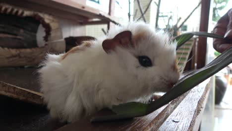 Feeding-a-guinea-pig-as-a-domestic-pet