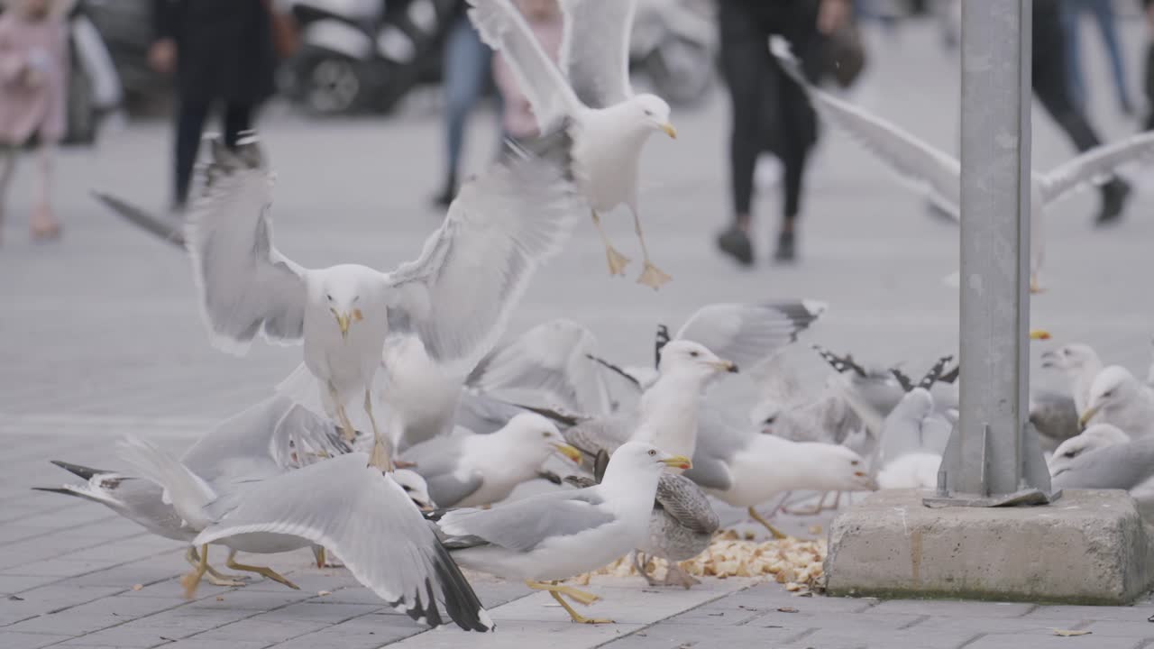 도시 거리에서 먹이를 먹는 해파리