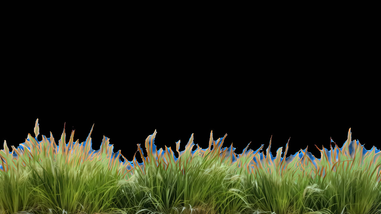 Lush grass animated overlay, transparent 4K video, alpha channel, ProRes 4444
