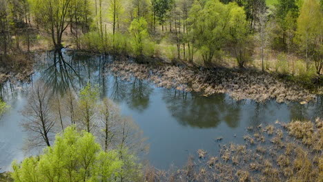 view of swamps at the forest city park of myslecinek in poland