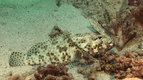 Mero-De-Coral-Con-Manchas-Blancas-Y-Marrones-En-El-Arrecife-En-El-Mar-Rojo