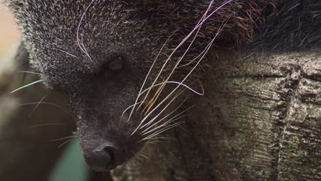 primer plano de un rostro binturong vigilante. estático