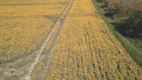 yellow orange crop field with tyre marks in a farmers field