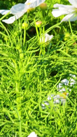 white flowers blooming in lush green foliage