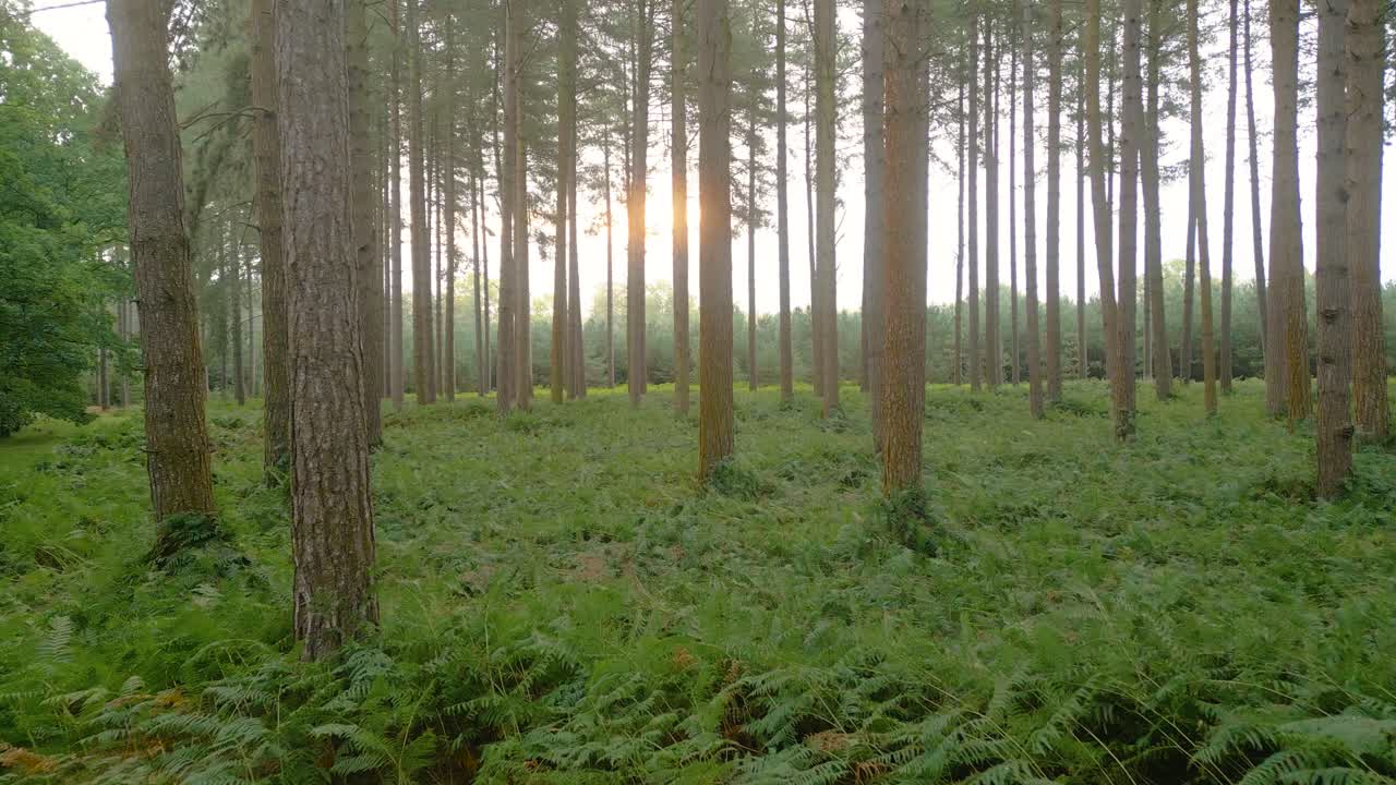 vista panorámica de los troncos de los árboles del bosque con el suelo verde durante el amanecer