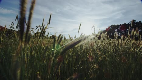 un campo de sauces al atardecer