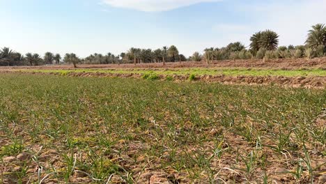 Tierras-De-Cultivo-De-Ajo-En-Invierno-Antes-De-La-Temporada-De-Primavera-Los-Agricultores-Cultivan-Y-Cosechan-Vegetales-En-Campos-Agrícolas-Al-Borde-Del-Desierto-En-El-Centro-De-Irán-Agricultura-Orgánica-Sostenible-En-El-área-Rural-Dátiles-De-Palma