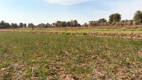 tierras de cultivo de ajo en invierno antes de la temporada de primavera los agricultores cultivan y cosechan vegetales en campos agrícolas al borde del desierto en el centro de irán agricultura orgánica sostenible en el área rural dátiles de palma