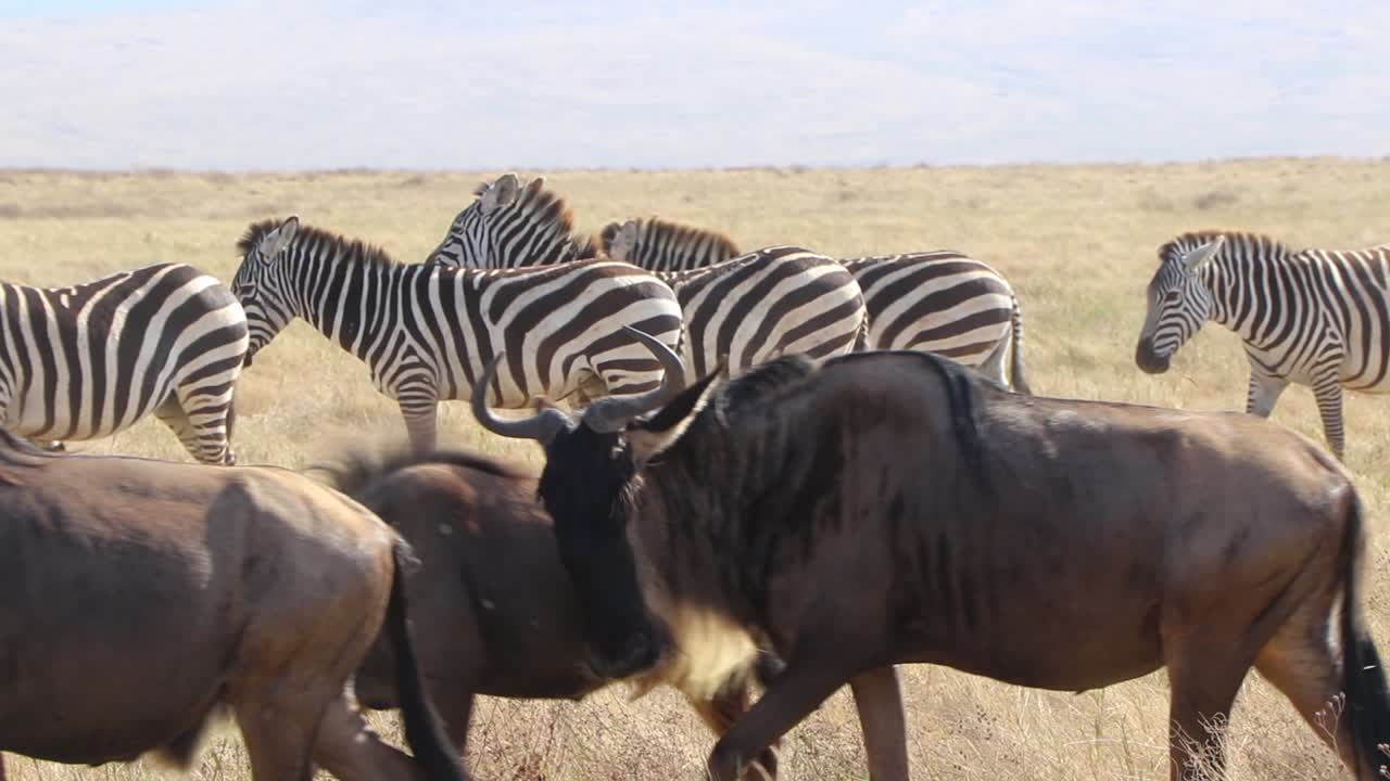 Un filmato al rallentatore di un branco di gnu (Connochaetes taurinus) che marciano accanto a zebre (Equus Quagga, precedentemente zebra di Burchell o Equus burchelli) nel cratere di Ngorongoro, Tanzania.