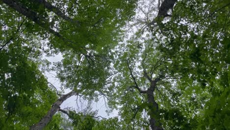 the trees and the sky