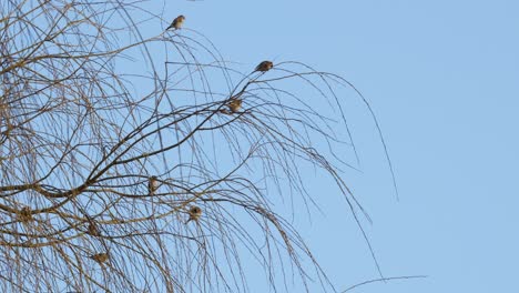 Flock-of-small-birds,-Yellow-tits-sitting-in-a-weeping-willow-tree-against-a-blue-sky