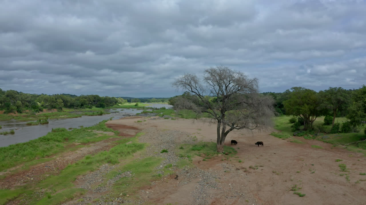 Two Cape buffalo rest under a tree by a river in the South African wilderness on a cloudy day - aerial