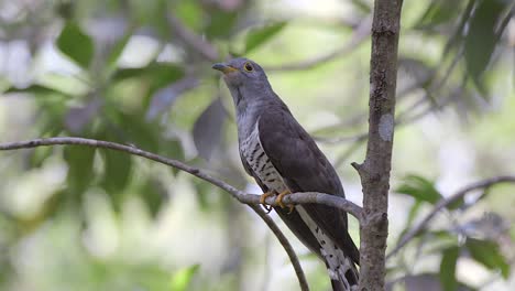 Indiancuckoo-Barsch-Auf-Einem-Ast-Und-Davonfliegen