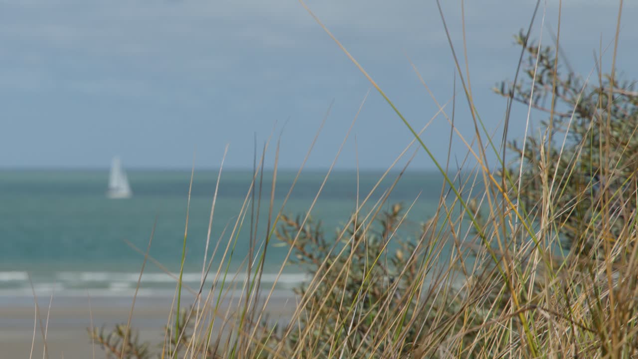 Single sailboat moves across calm sea, viewed through beach grass under soft natural daylight