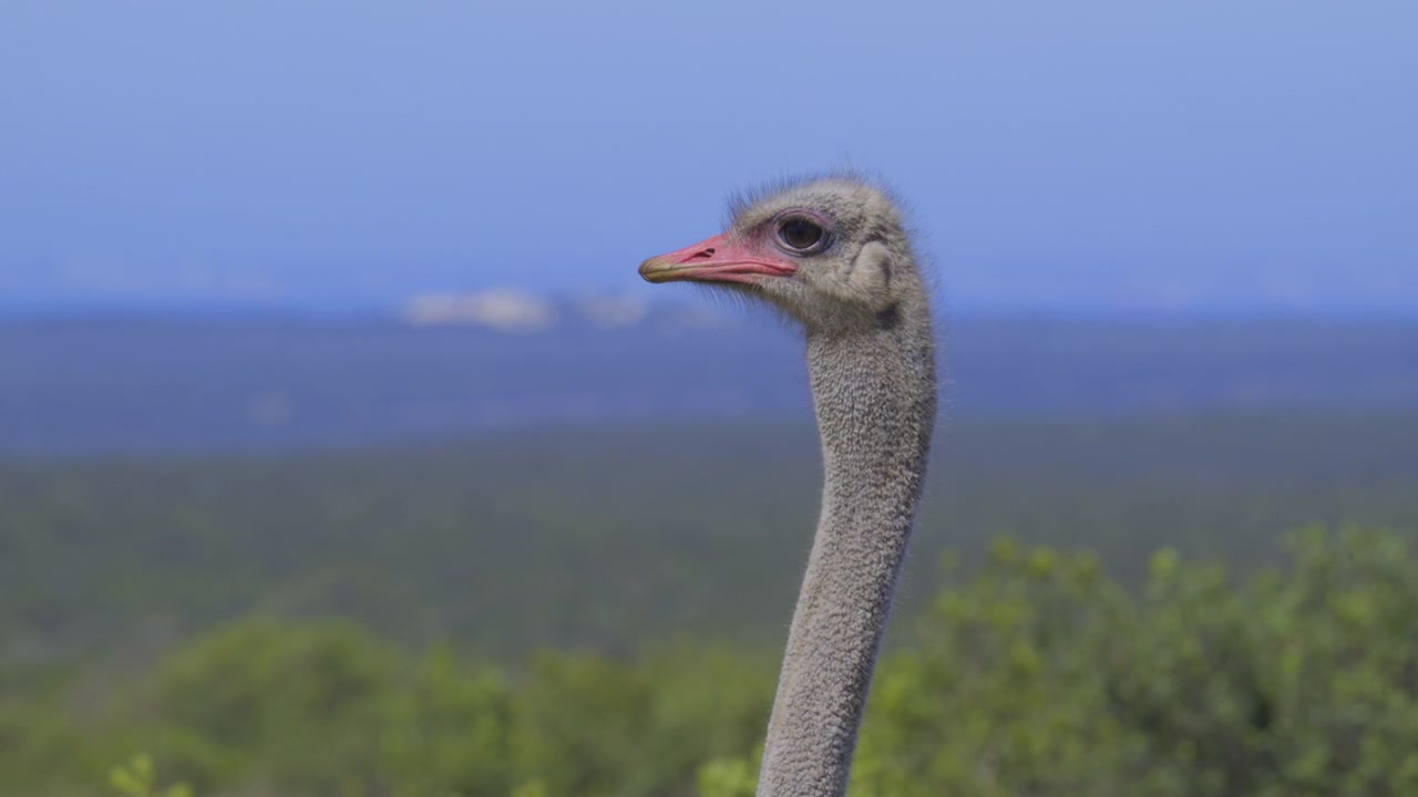 Chân dung đà điểu (Struthio camelus) đực, tại Vườn quốc gia Addo, chuyển động chậm
