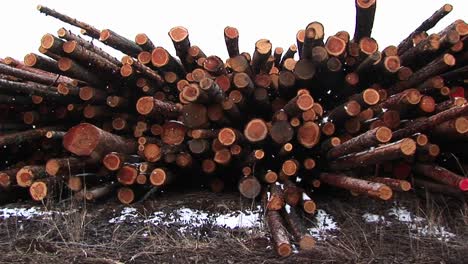 un primer montaje de madera recién cortada con una interesante mezcla de formas, tonos y colores