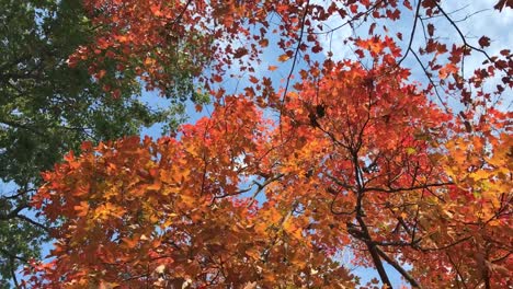 looking up at all the colorful leaves on a autumn sky background